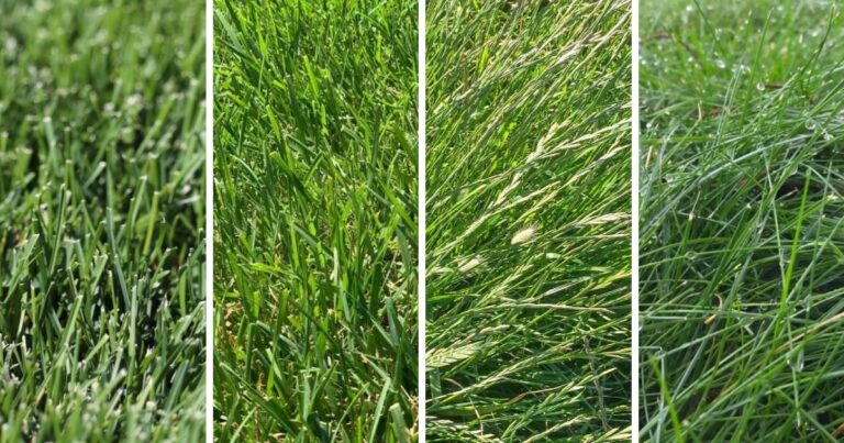 4 best grass for colorado