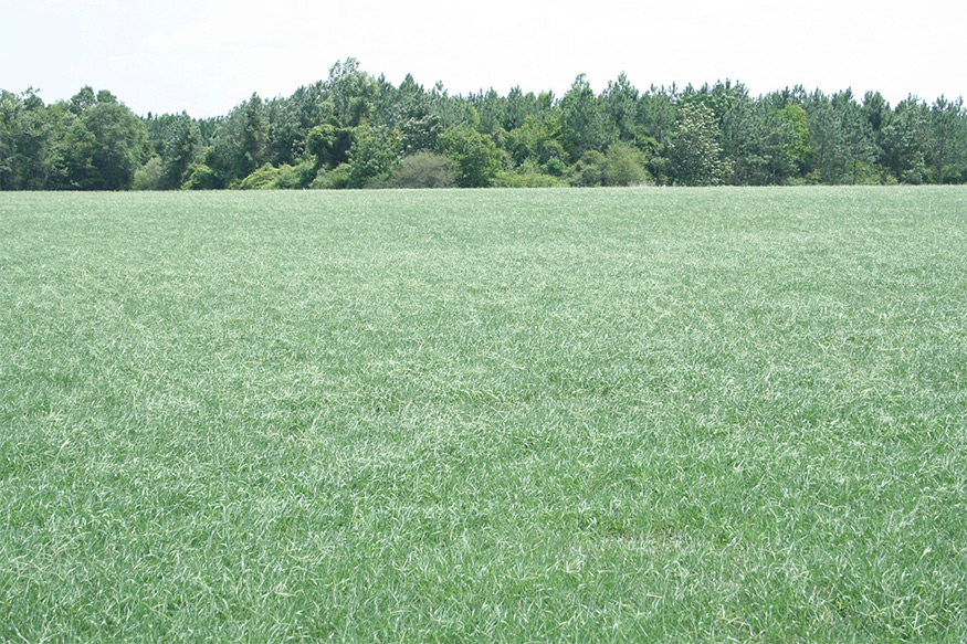a field of bahia grass