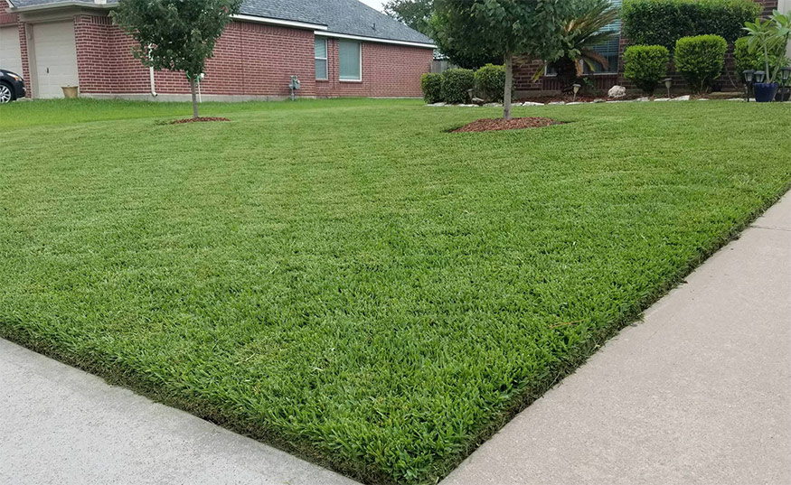 healthy st augustine grass lawn