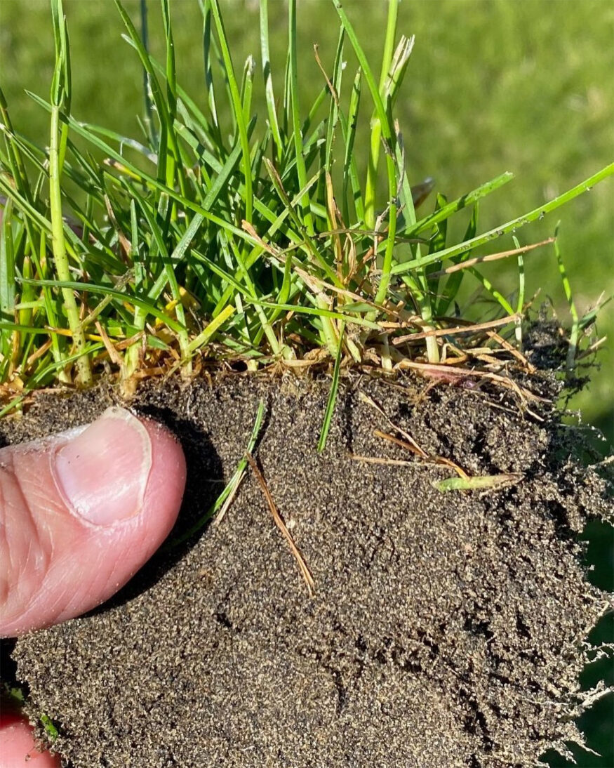 kentucky bluegrass cross section