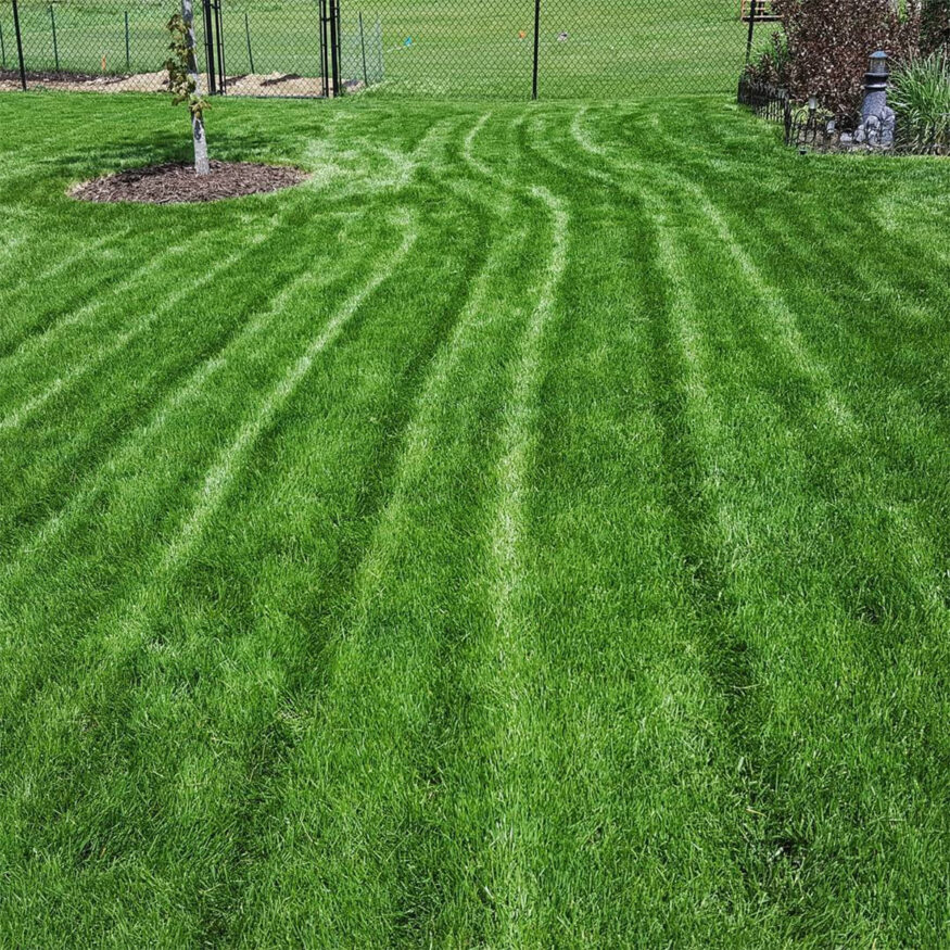 kentucky bluegrass lawn