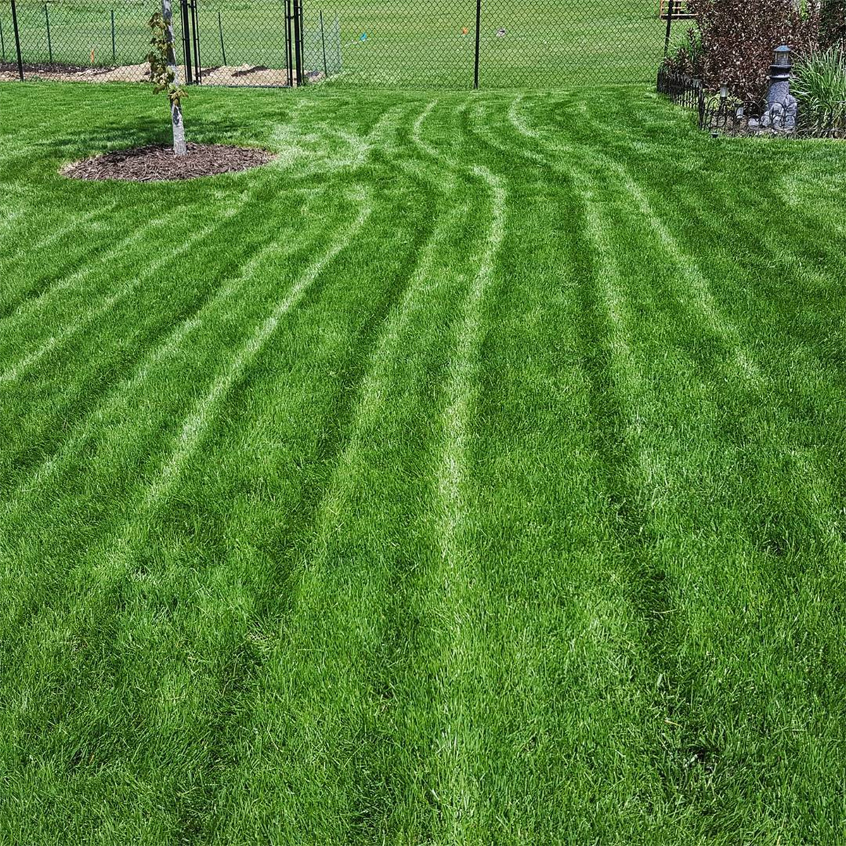 Best Grass Seed For Rhode Island A Comprehensive Guide