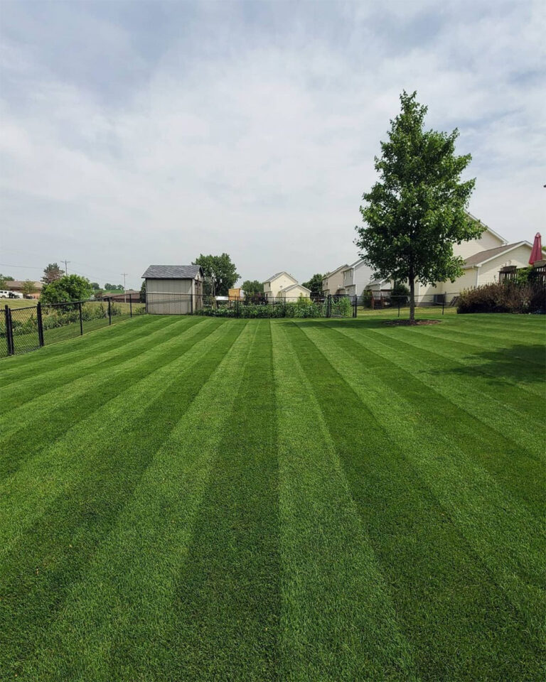 The Best Grass Seed For Iowa Lawns