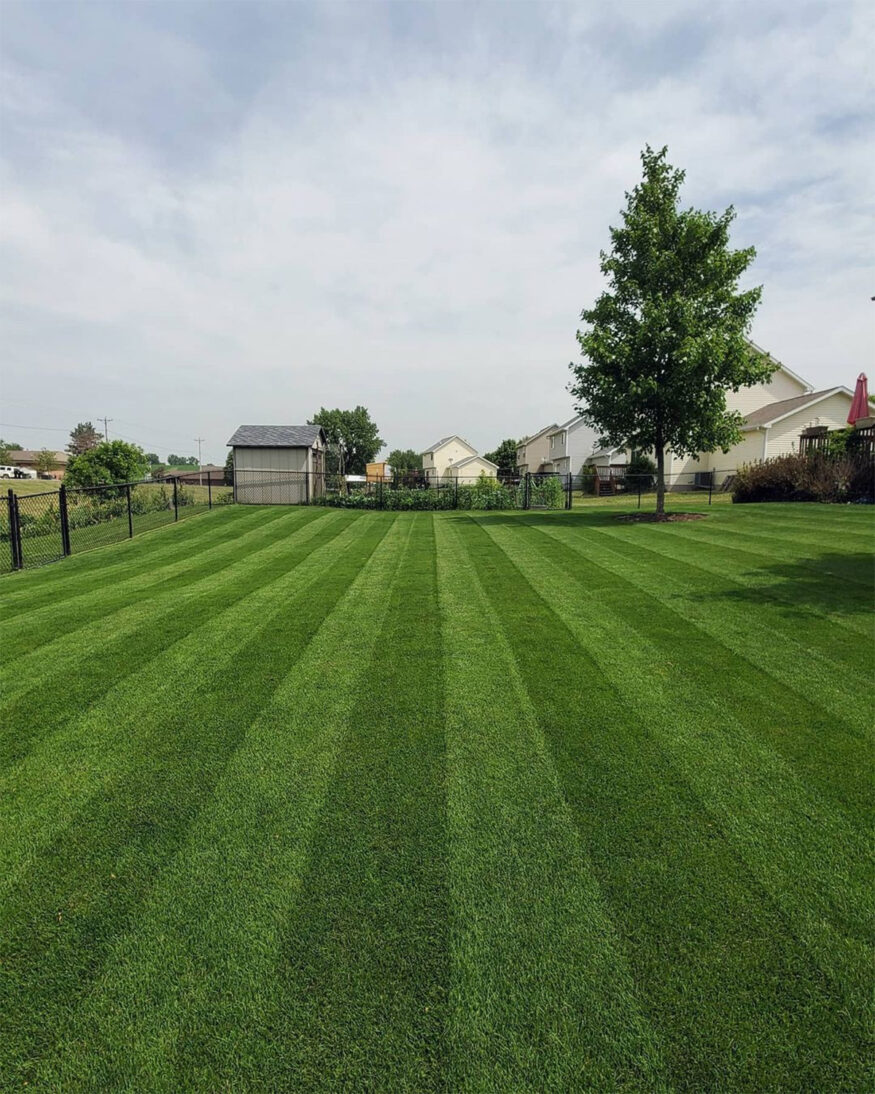 kentucky bluegrass lawn