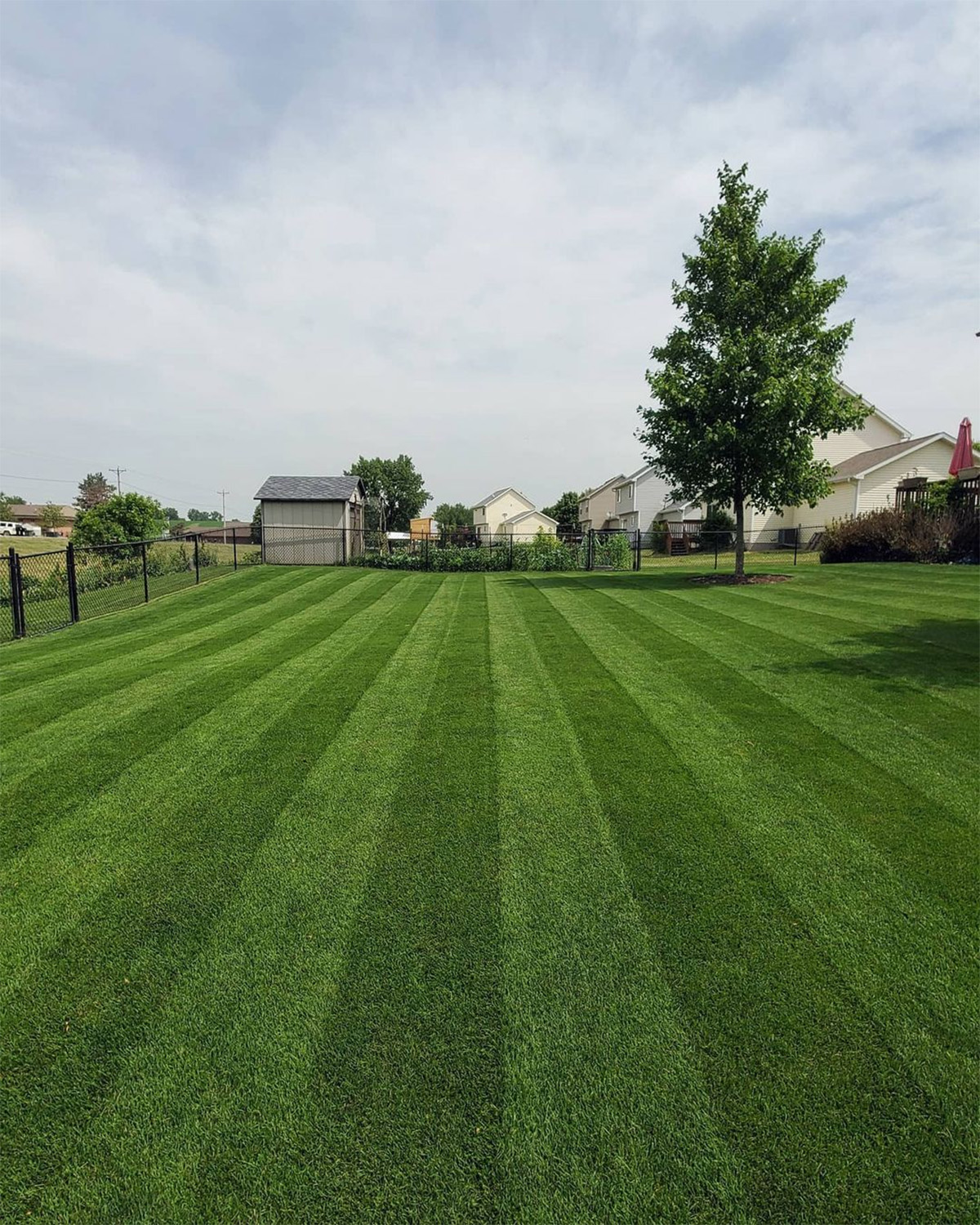 Kentucky Bluegrass Guide To Caring For And Growing Poa Pratensis