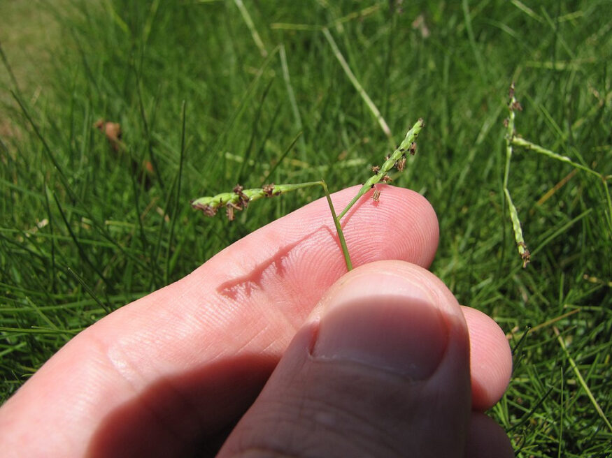 seashore paspulum seed heads in hand