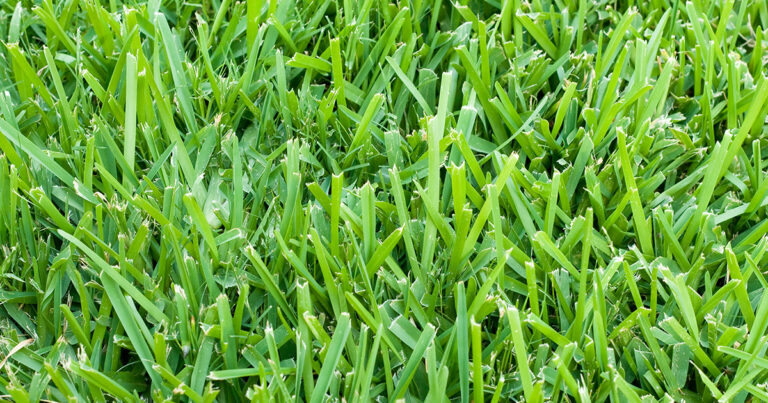 st augustine grass close up