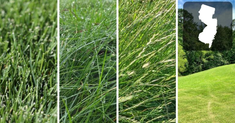 grass seed types for NJ