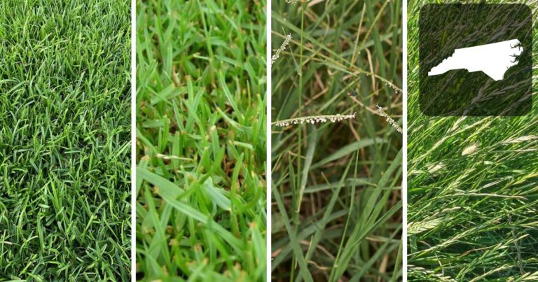 bermudagraass, zoysia, perennial ryegrass and centipede grass in NC