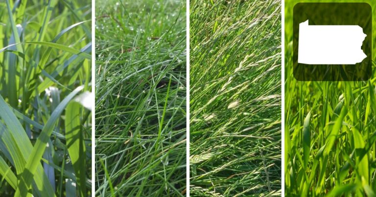 best grass seed types for pennsy lvania