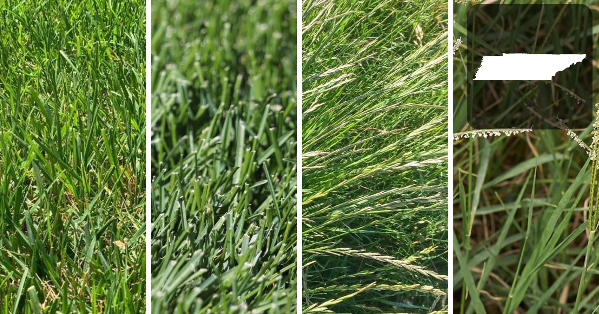 close up of the best grasses for Tennessee