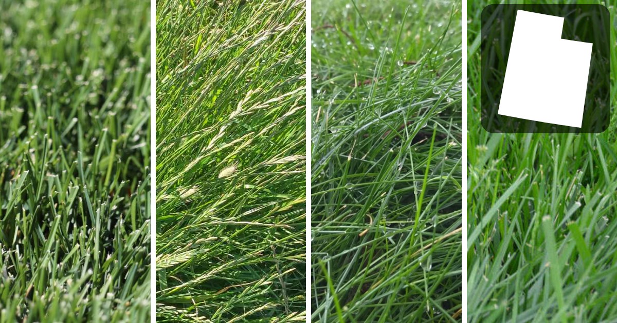 The Best Grass Seed For Utah Lawns