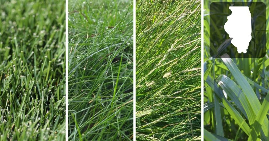 What is the Best Grass Seed for Illinois? Top Picks.