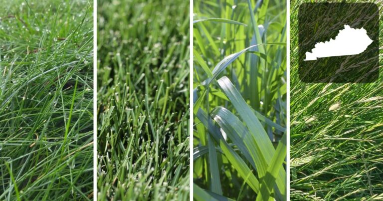 Best Grass seed For Kentucky
