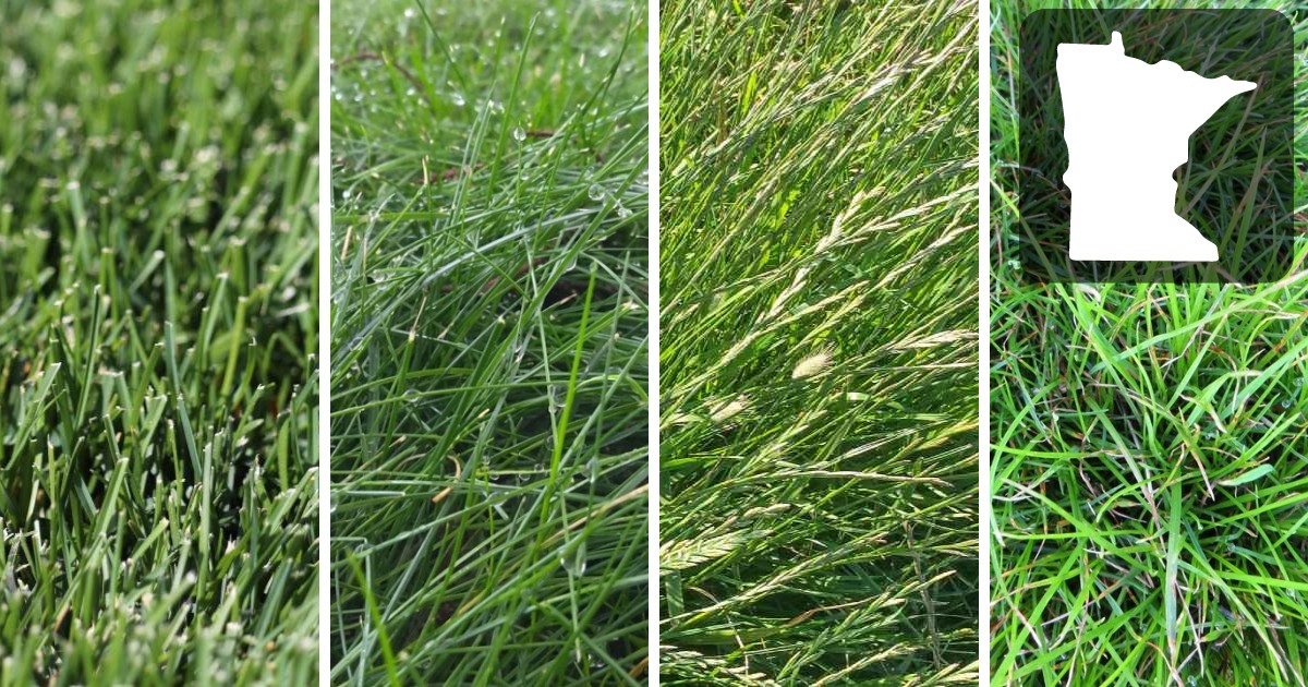 Best Grass seed For Minnesota