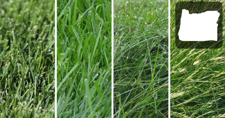 Best Grass seed For Oregon