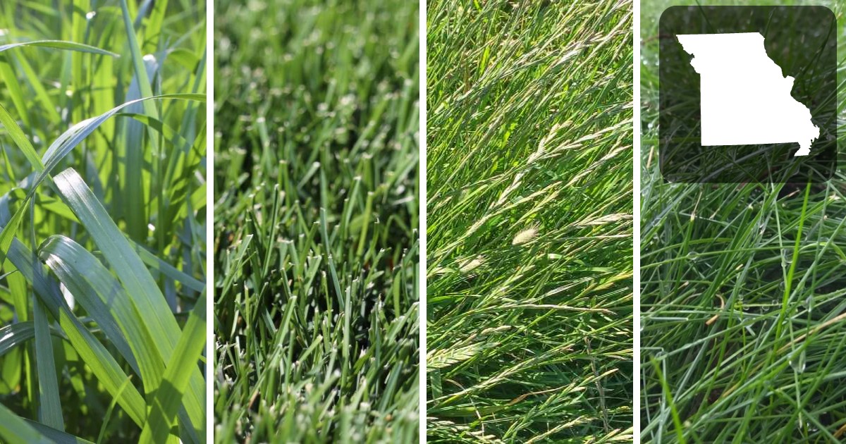 Best Grass seed For missouri