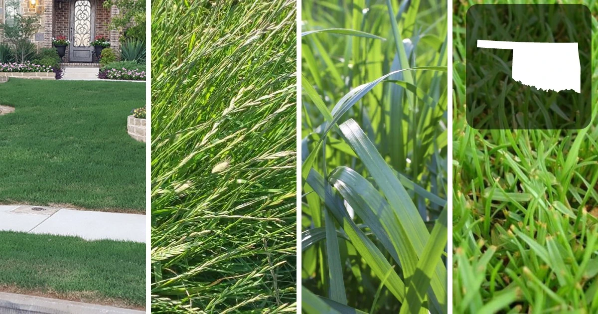 Types Of Turf Grass Page 8 Of 12 Essential Home And Garden