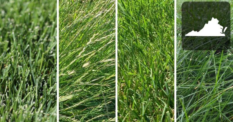 close up of kentucky bluegrass, perennial ryegrass, tall fescue and fine fescue.