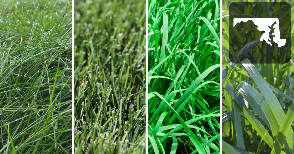 Best Grass seed For Maryland