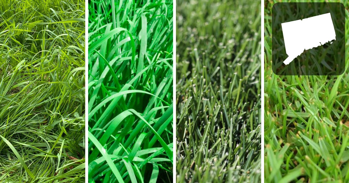 Best Grass seed For ct