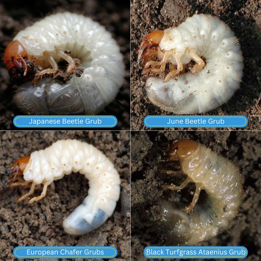 types of lawn grubs