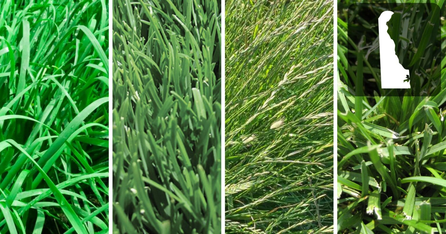 The Best Grass For Florida Choose The Right Seed For Your Lawn