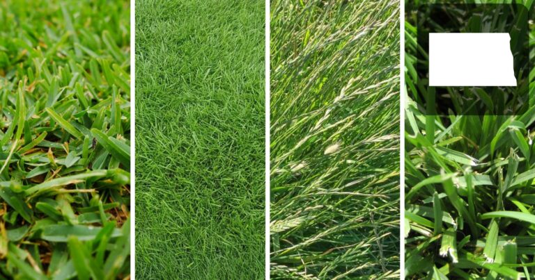 best grass for north dakota