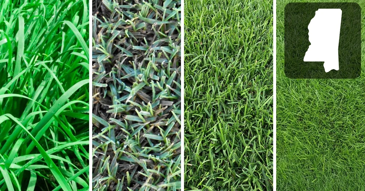 Lawn Care Page 6 Of 23 Essential Home And Garden