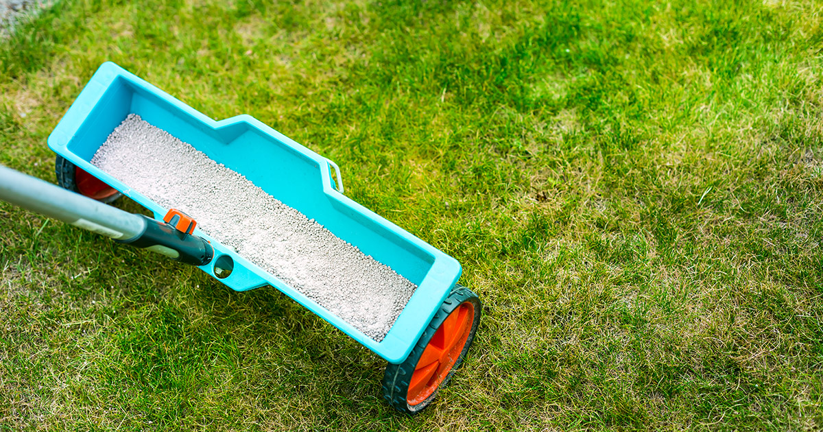 lawn fertilizer in a spreader
