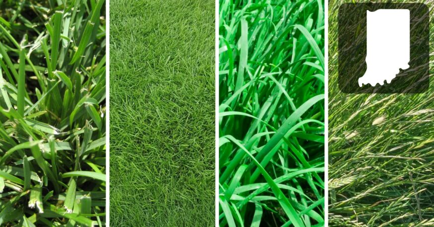 best grass for Indiana