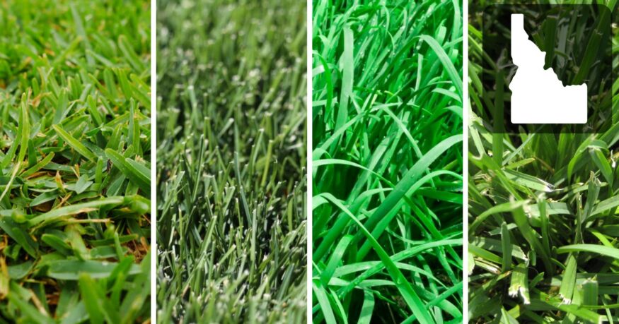 best grass seed for idaho