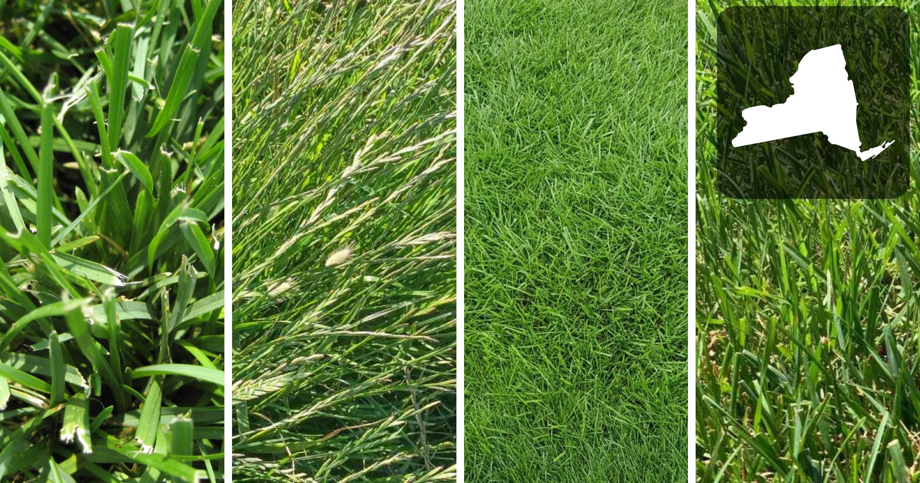 best grass seed for new york