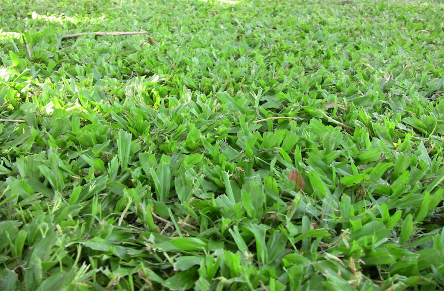 carpetgrass