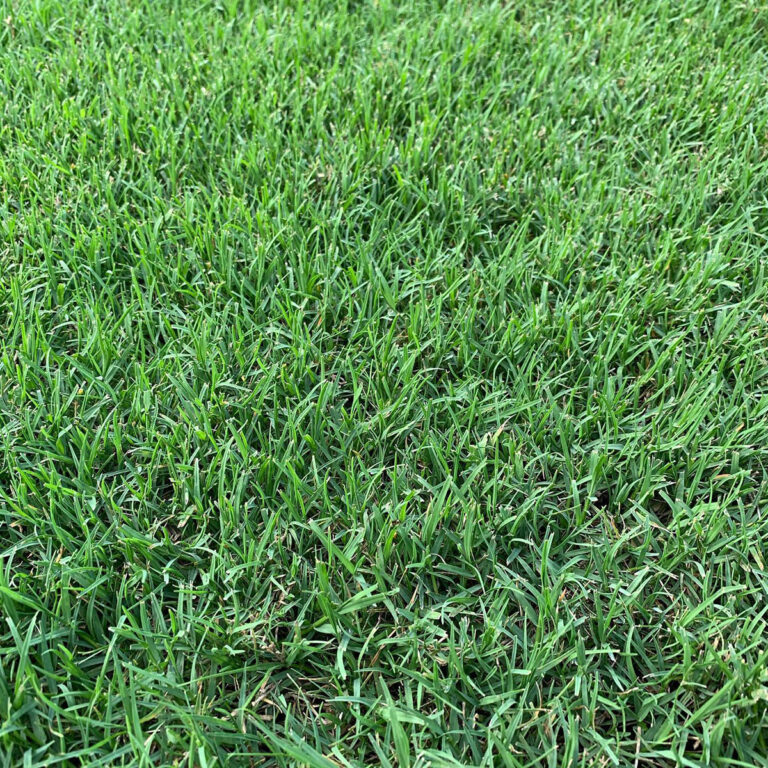 Best Grass Seed For Sandy Soil In Nc The Best Grass Seed For Sandy Soil - 5 Types That Thrive In Sandy Soil