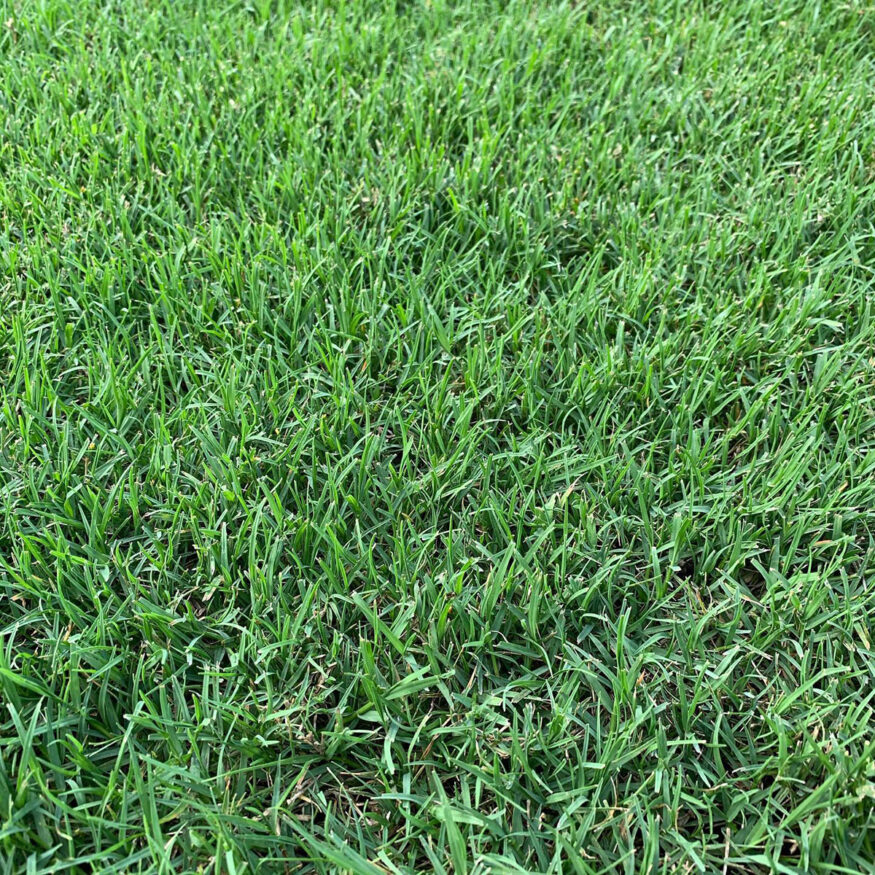 A close up of a green bermuda grass field