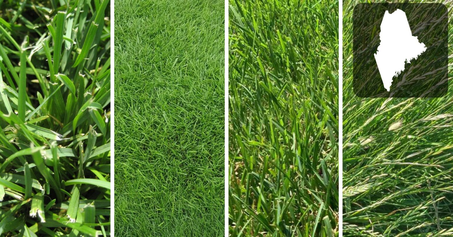 Best Grass Seed for Ohio The Complete Guide To a Great Ohio Lawn