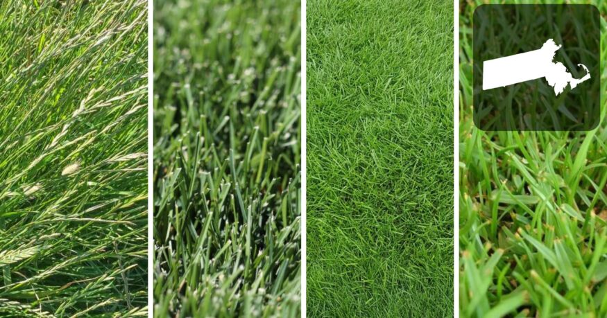 best grass seed for Massachusetts