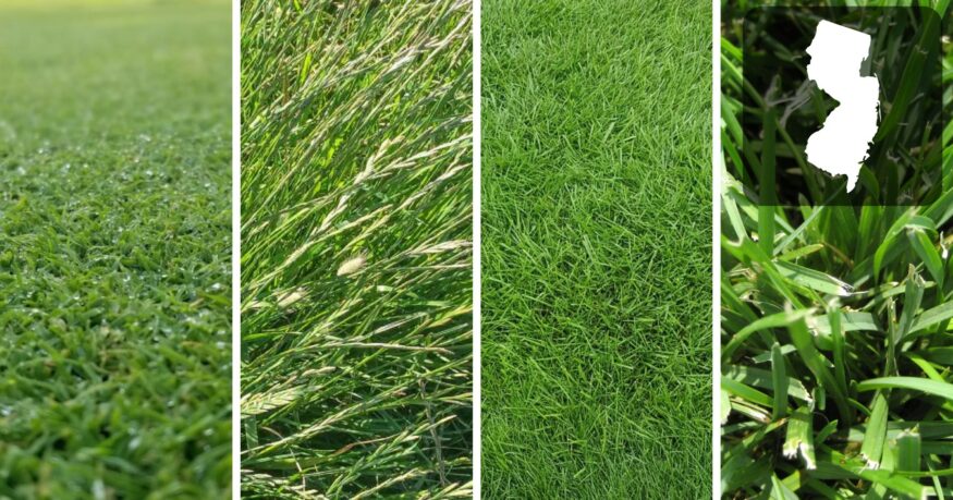 best grass seed for New Hampshire