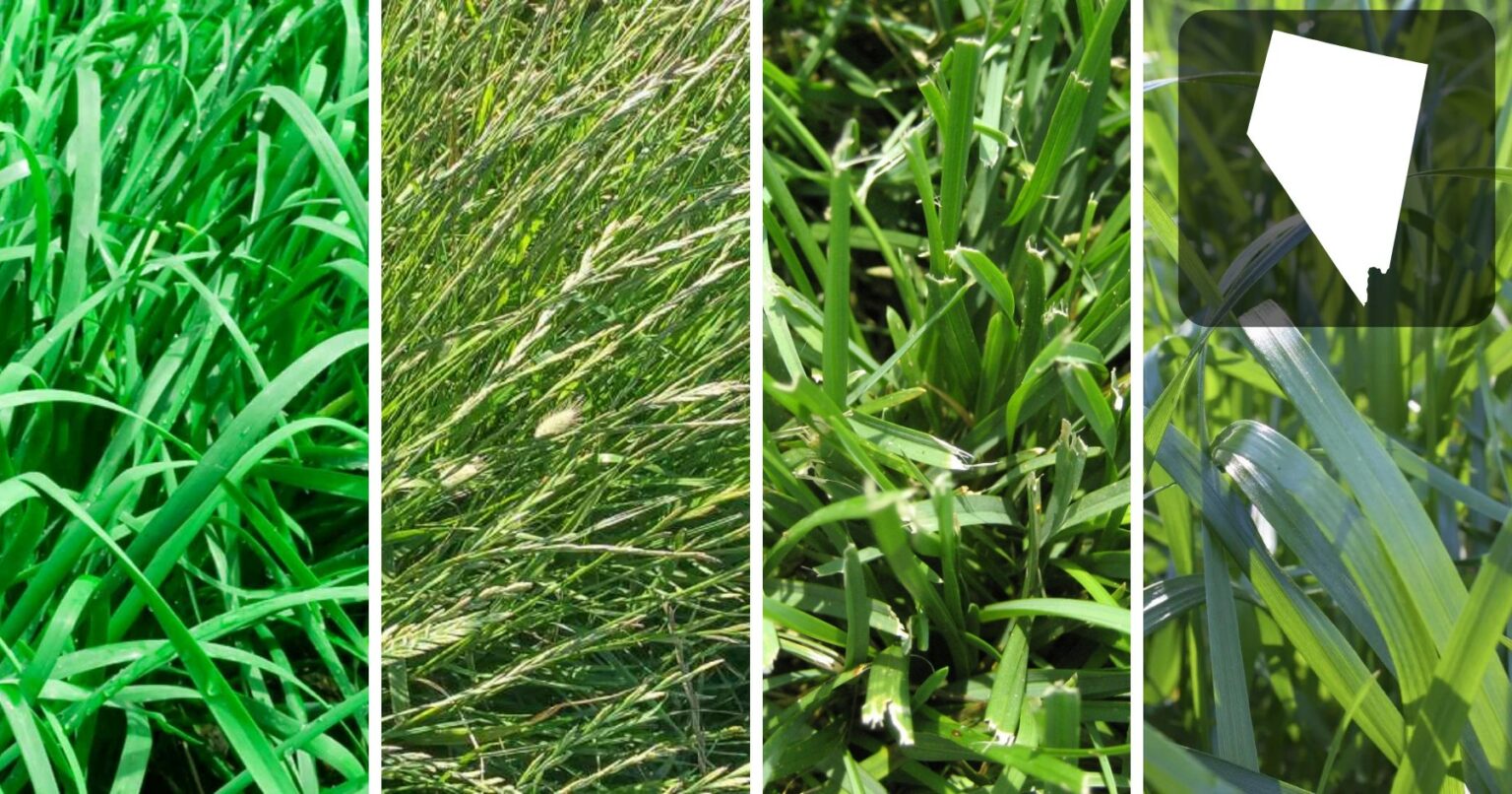 The Most Popular Types of Grass in Alabama For Lawns Essential Home and Garden