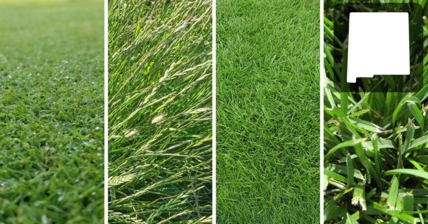 best grass seed for new mexico