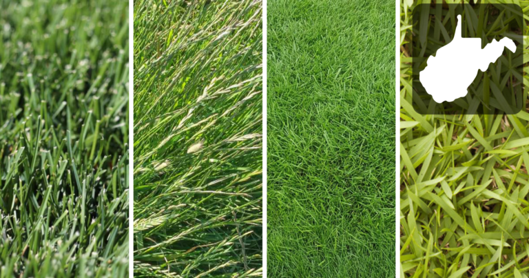 Four different types of grass are shown in a collage.