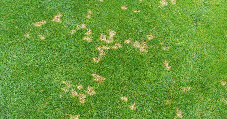 A close up of a golf course with brown spots on the grass.