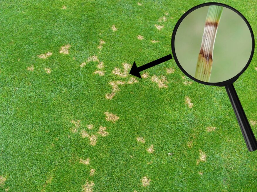 dollar spot fungus