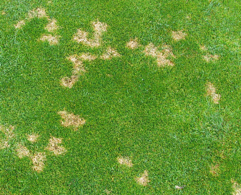 Dollar Spot Fungus Effective Prevention And Treatment Methods