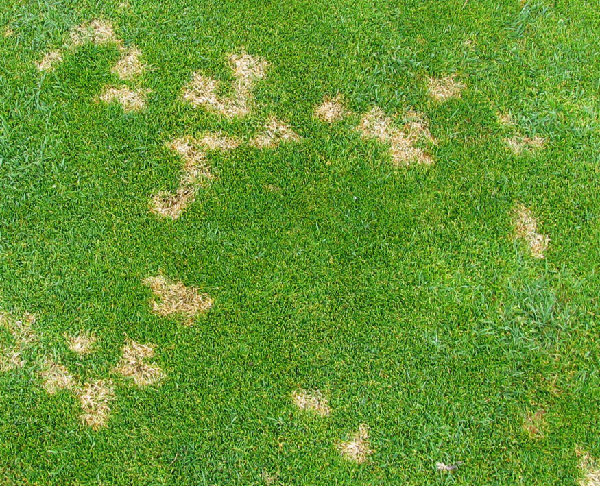 dollar spot on lawn