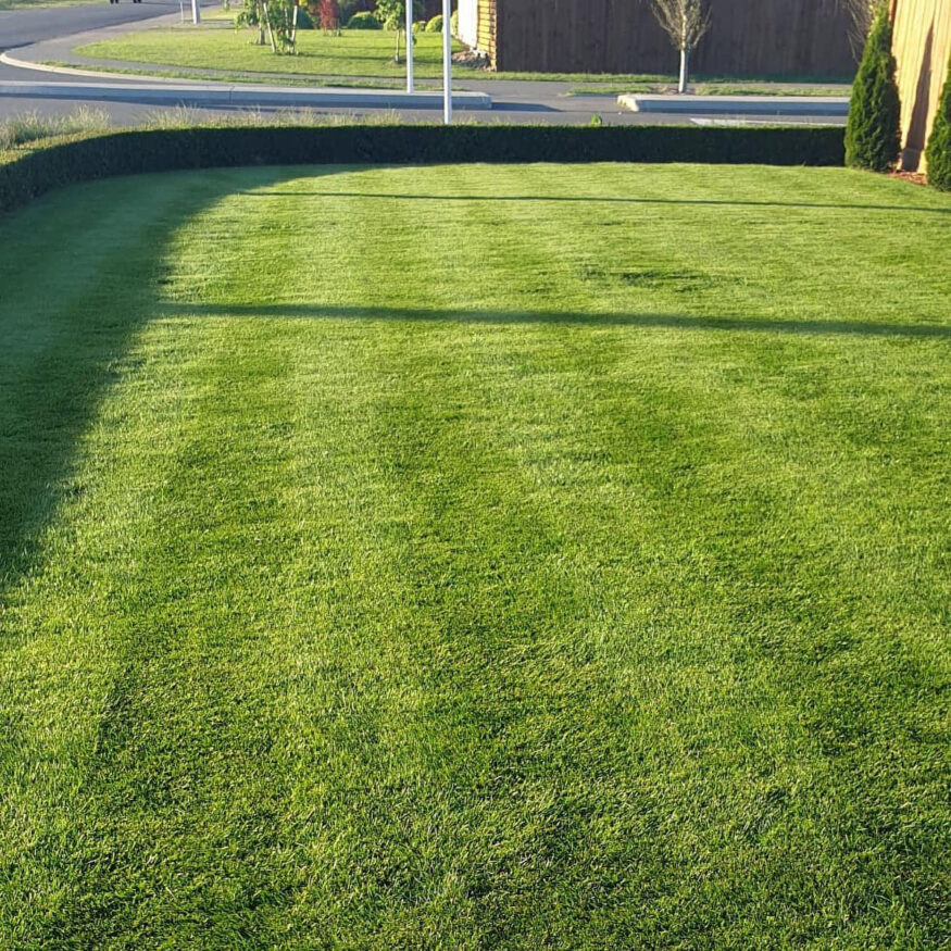 a fine fescue lawn