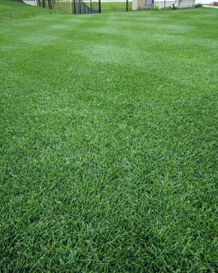 Best Grass Seed For West Virginia A Gardener's Top Guide