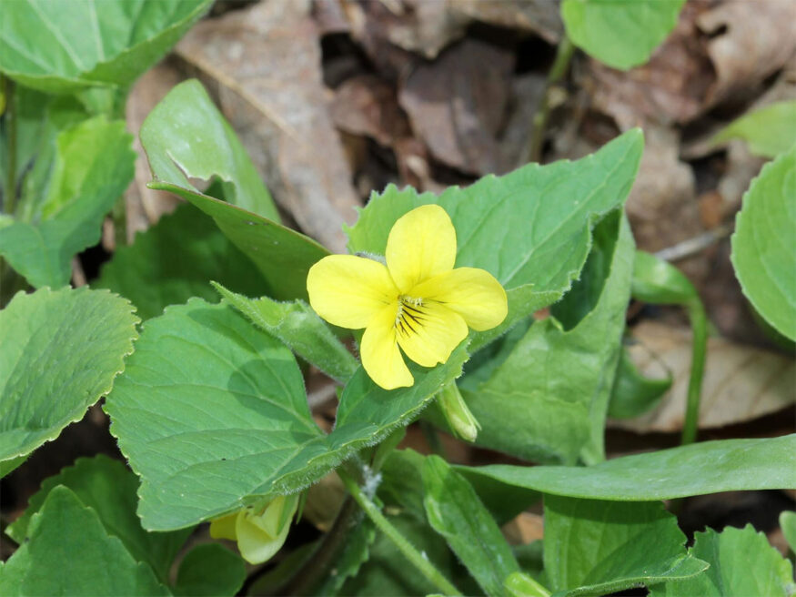 Viola pubescens