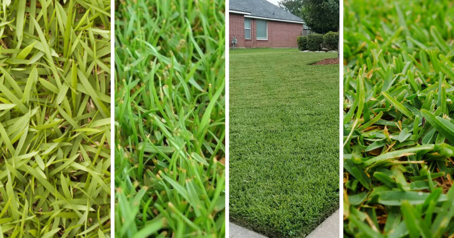 Types Of Turf Grass Essential Home And Garden